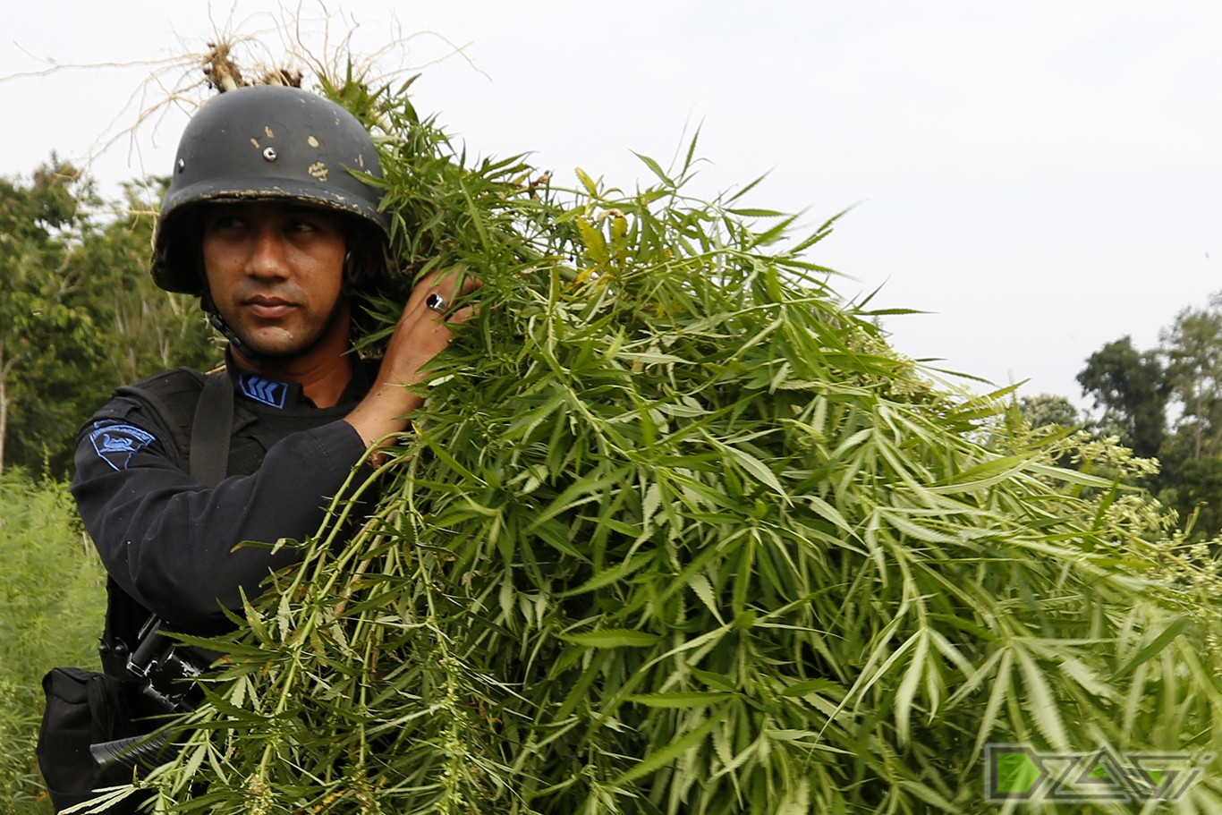 Легализация марихуаны в камбодже обрезка семени конопли